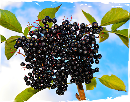 napitka-s-plod-aronia-ot-mazzetto-real-energy