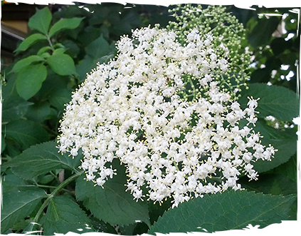 sirop-byal-buz-ot-mazzetto-oswejava-i-obodryava
