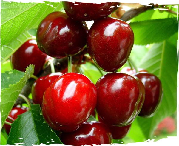 health-benefits-of-cherries-drink-with-fruit-ot-mazzetto