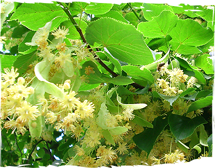 sirop-lipa-ot-mazzetto-real-energy-from-nature