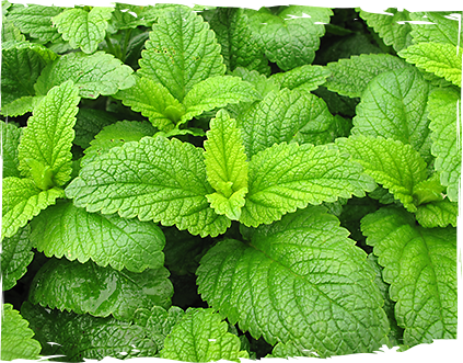 sirop-matochina-za-natroenie-ot-mazzetto-real-energy-from-nature