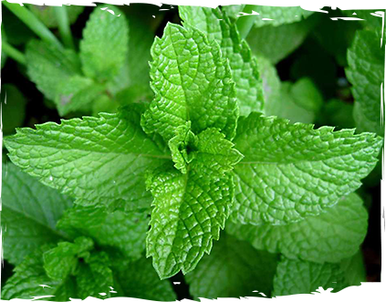 sirop-menta-ot-mazzetto-real-energy-from-nature