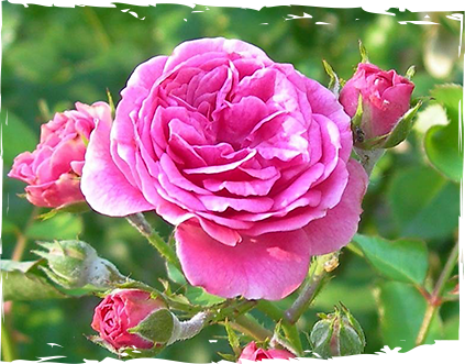 sirop-roza-ot-mazzetto-real-energy-from-nature