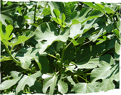 sirop-smokinovi-lista-ot-mazzetto-real-energy-from-nature