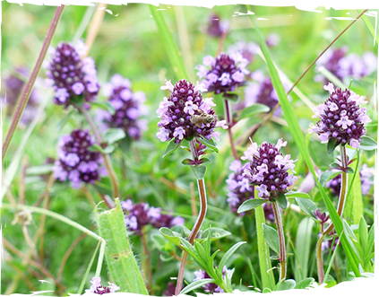 sirop-mashterka-ot-mazzetto-real-energy-from-nature