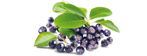 Плод