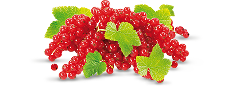 Плод
