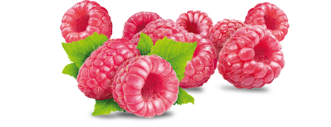 Плод