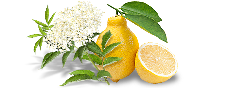 Плод