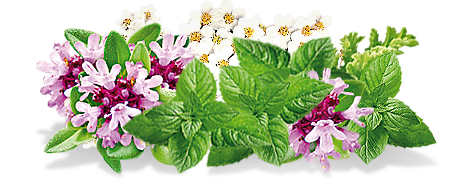 Плод